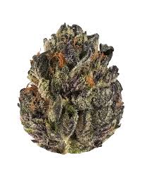 Tropicana Strain