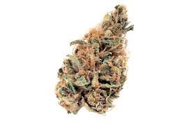 Golden Goat