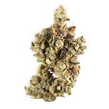 Khash treemason grandma cookies strain