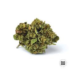 Tropic Exotic Thunder Blueberry auto Strains