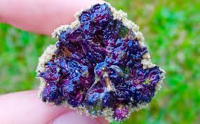 Tropic Exotic Martian rocks Marijuana